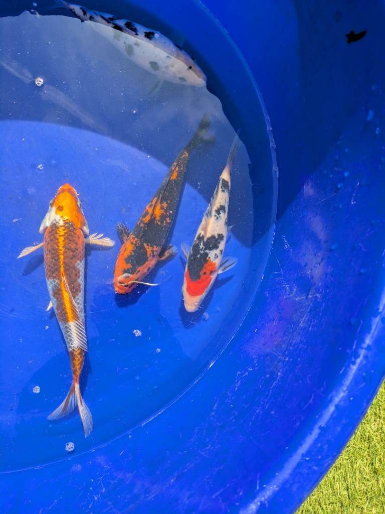 Koi for sale