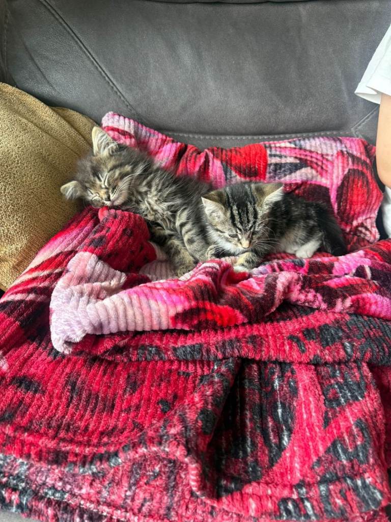 Twin Cats