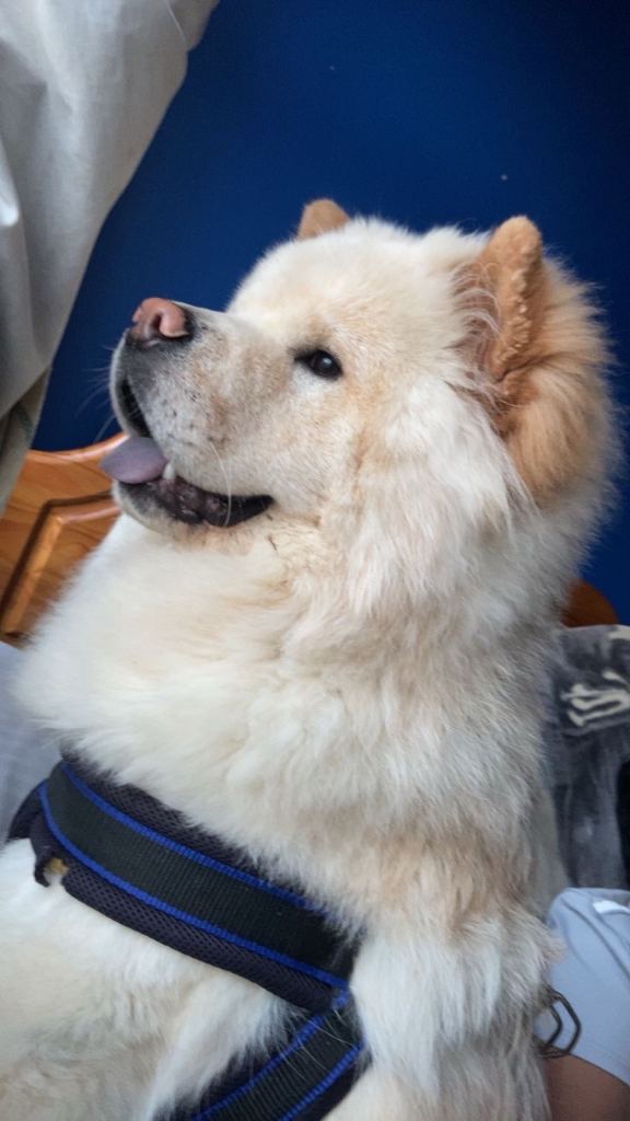 Chow chow 