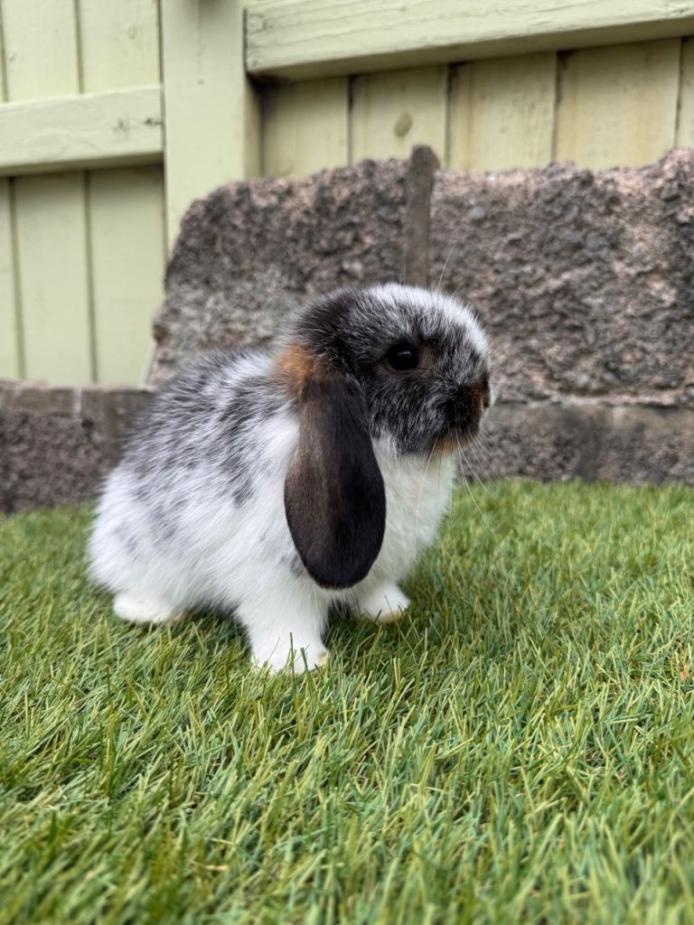 Mini lops ready now 