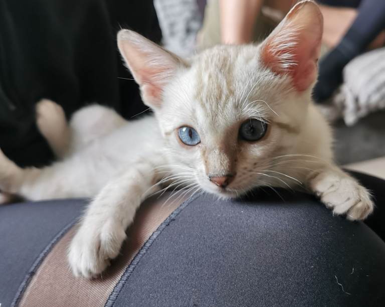 Stunning Bengal Kittens. Tica Registered