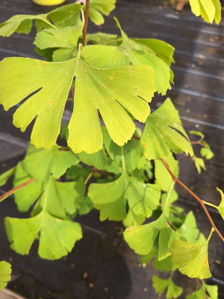 Large Ginko Biloba Maidenhair Tree Plant 