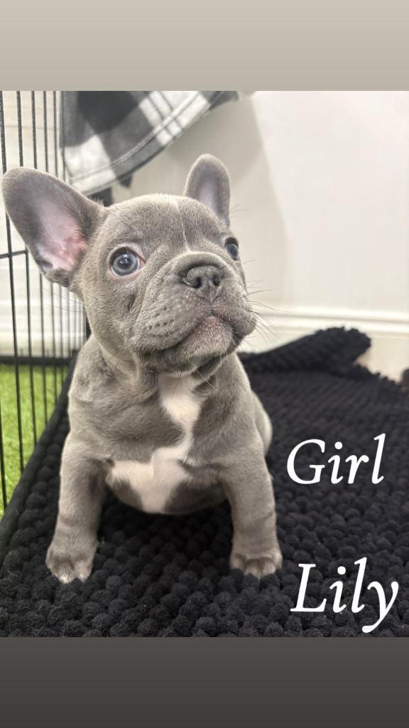 French Bulldog Puppies