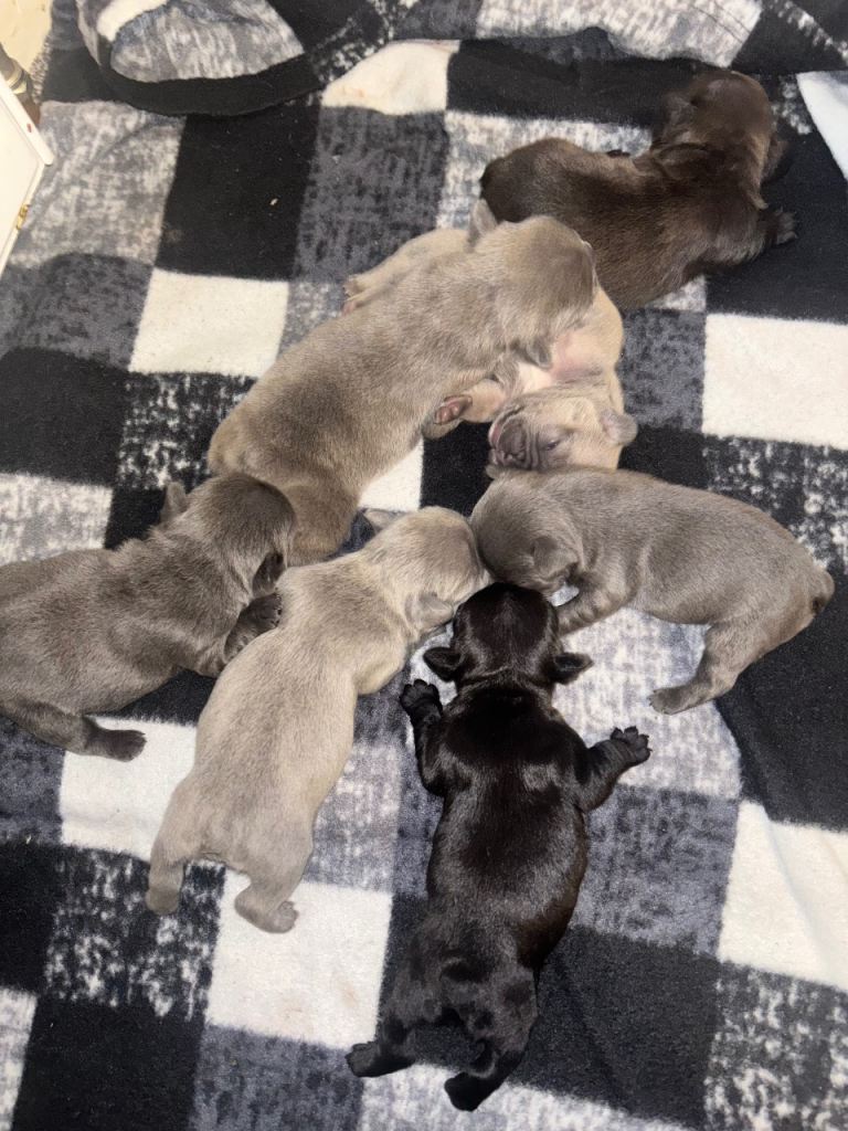 French bulldogs 