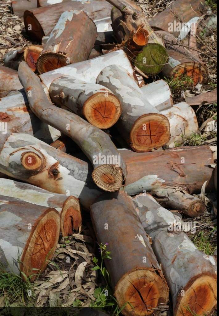 Manageable eucalyptus logs 