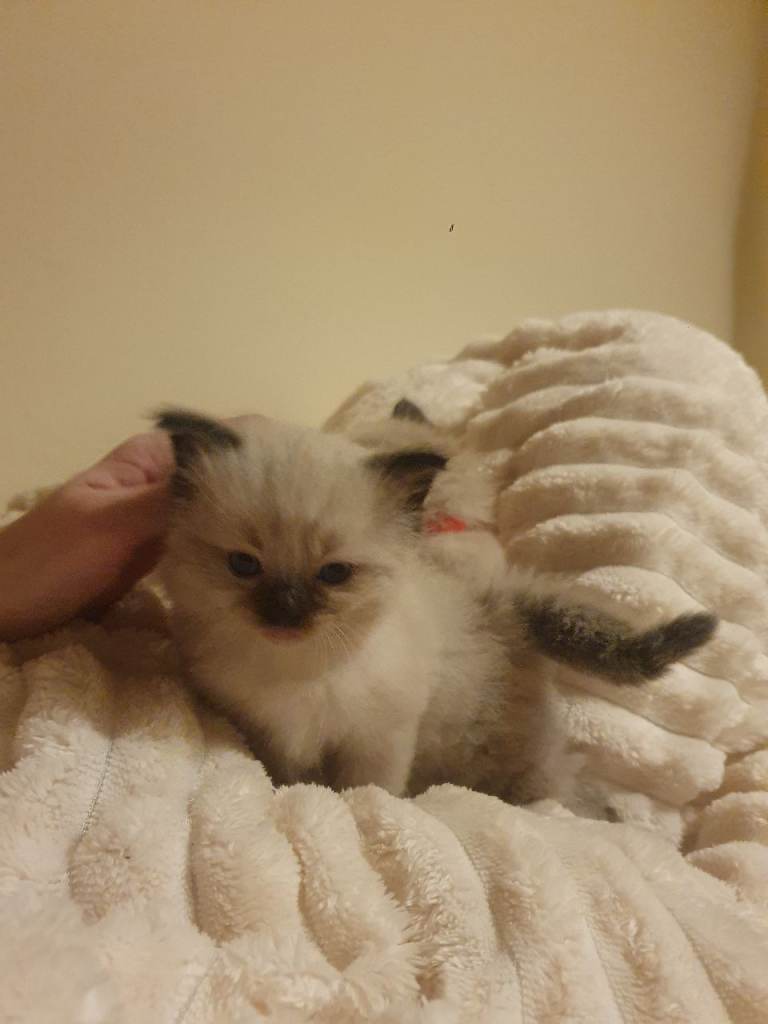 Purebred Ragdoll Kittens 😸 2 AVAILABLE 