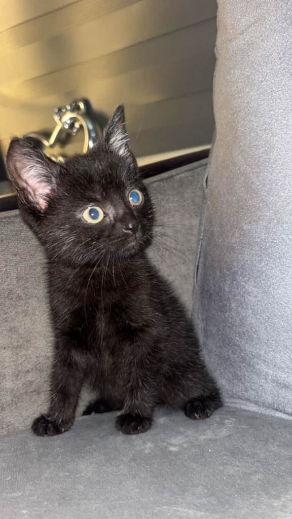 Kitten for sale