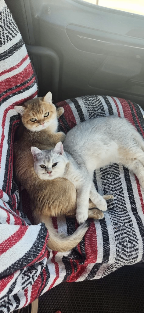 British shorthair white silver female Active