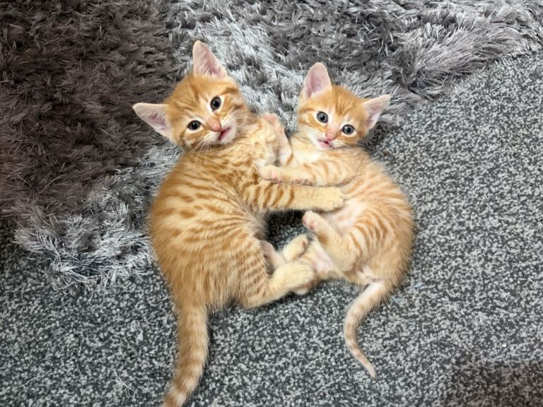 Very beautiful and active kittens are looking for forever homes.