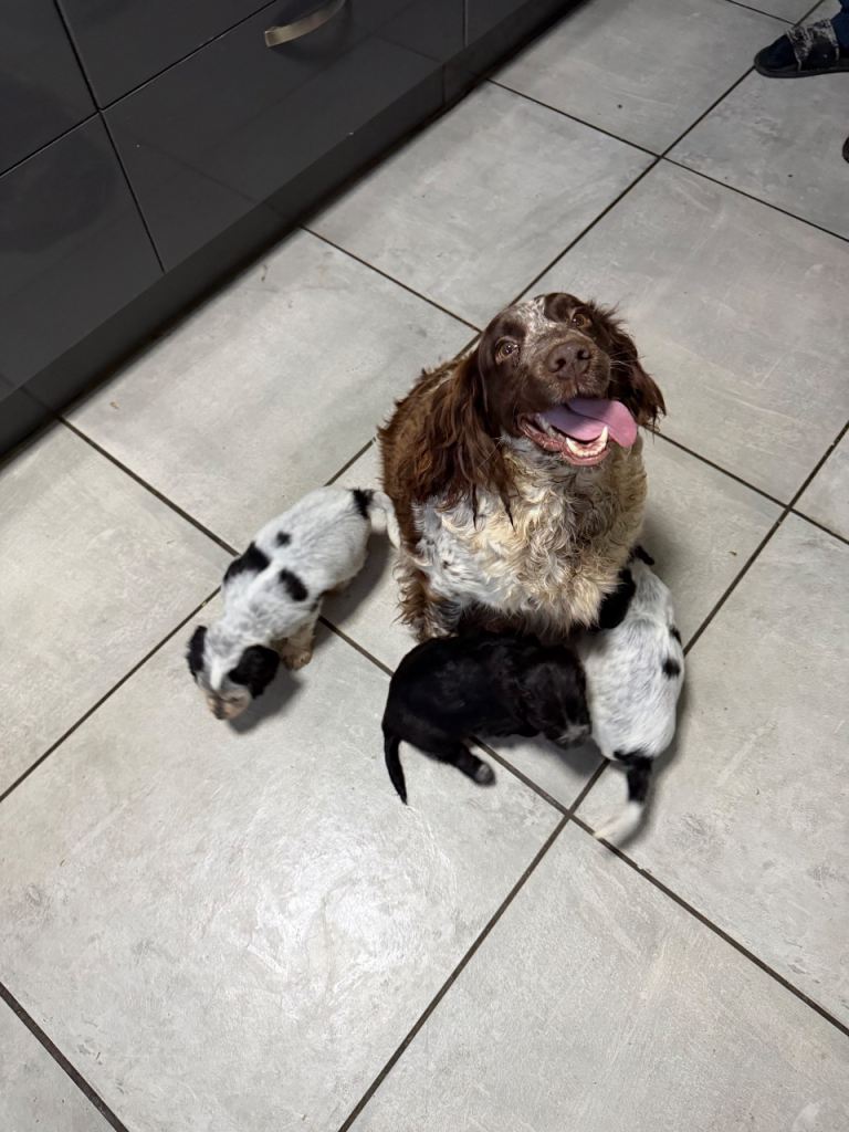 🐾 Beautiful Cocker Spaniel Girls – Ready for Loving Homes 🐾