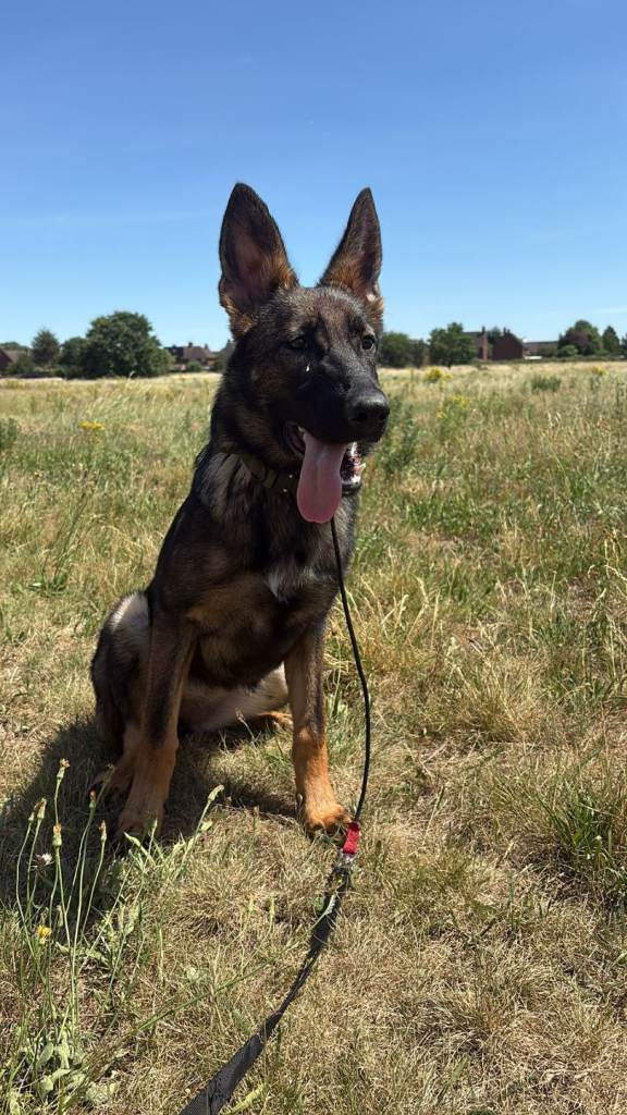 Kc registered german Shepherd 
