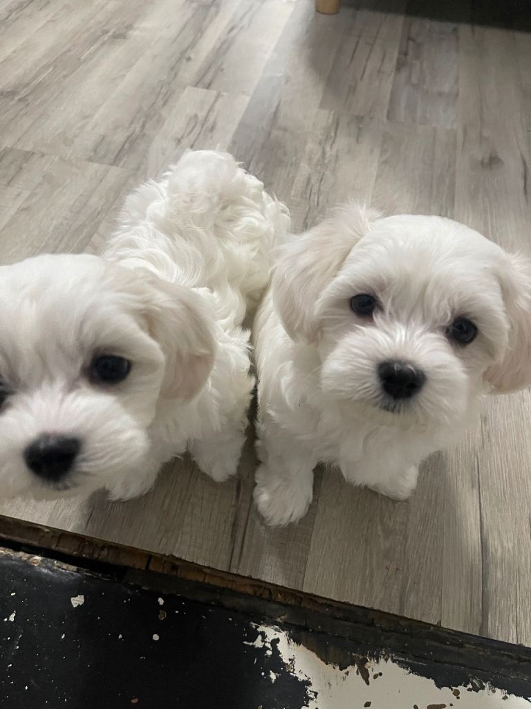 Maltese 2 boys 