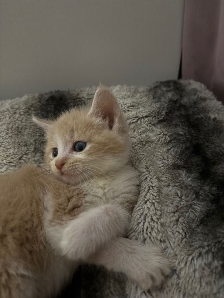 6 beautiful kittens ready to go 