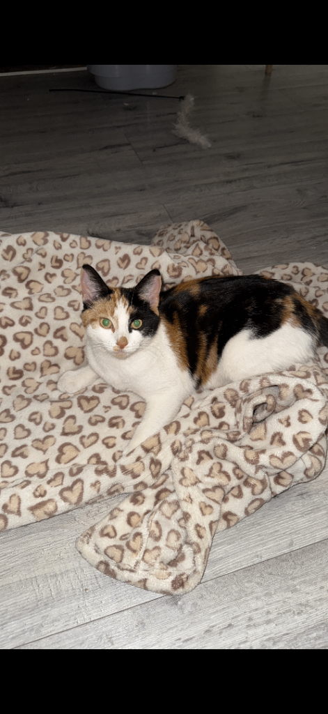 Calico female cat 