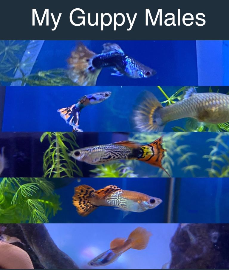 Shrimp, Guppies, Plecos, snails, plants for sale