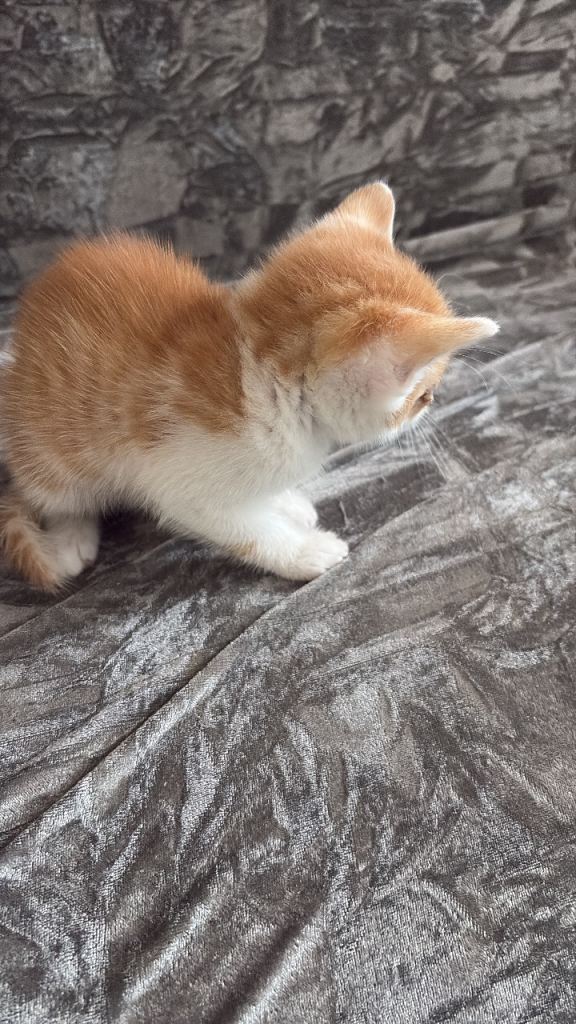 Kittens for sale