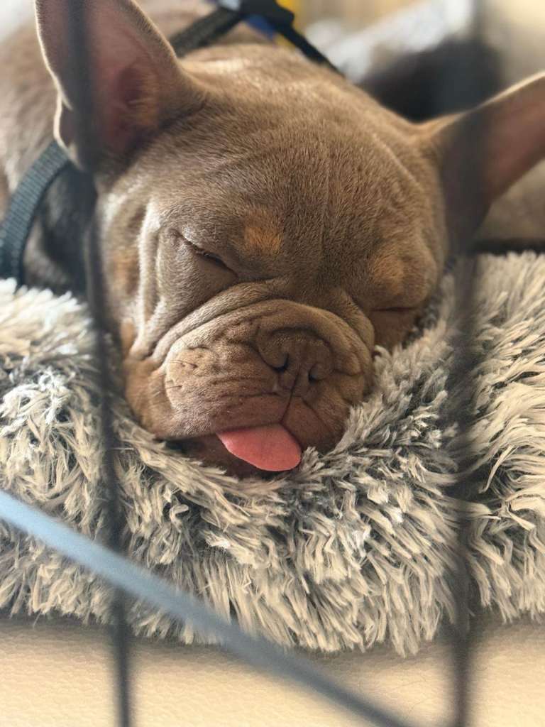 KC Registered Champagne French Bulldog – Loving Family Home Wanted