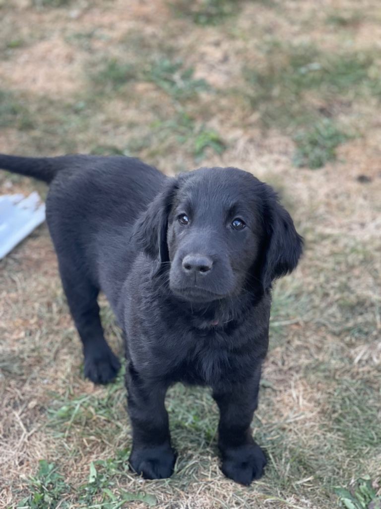 Kennel Club reg Flat Coated Retriever puppies