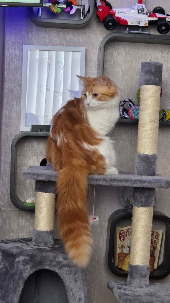 1 year old male ginger cat needs rehome no fault of its own