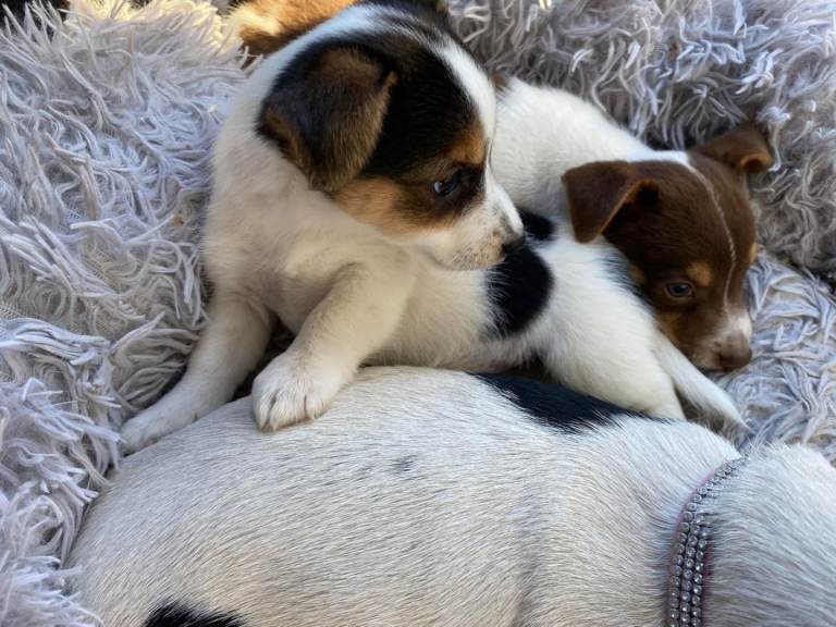 Two jack Russell puppies