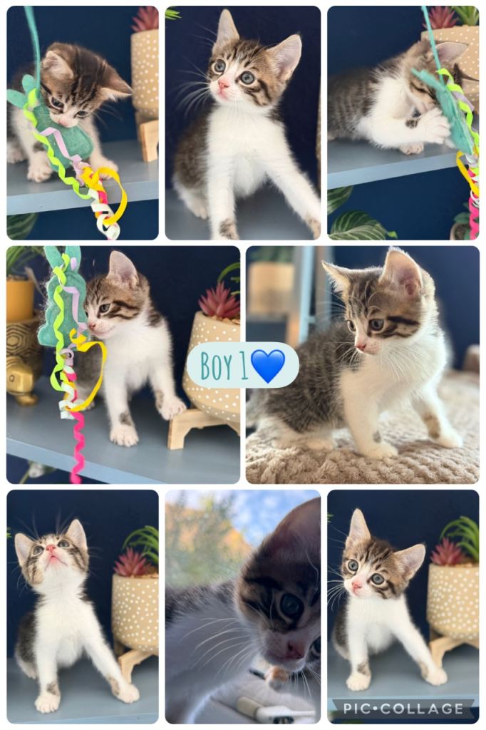 Kittens💙🩷