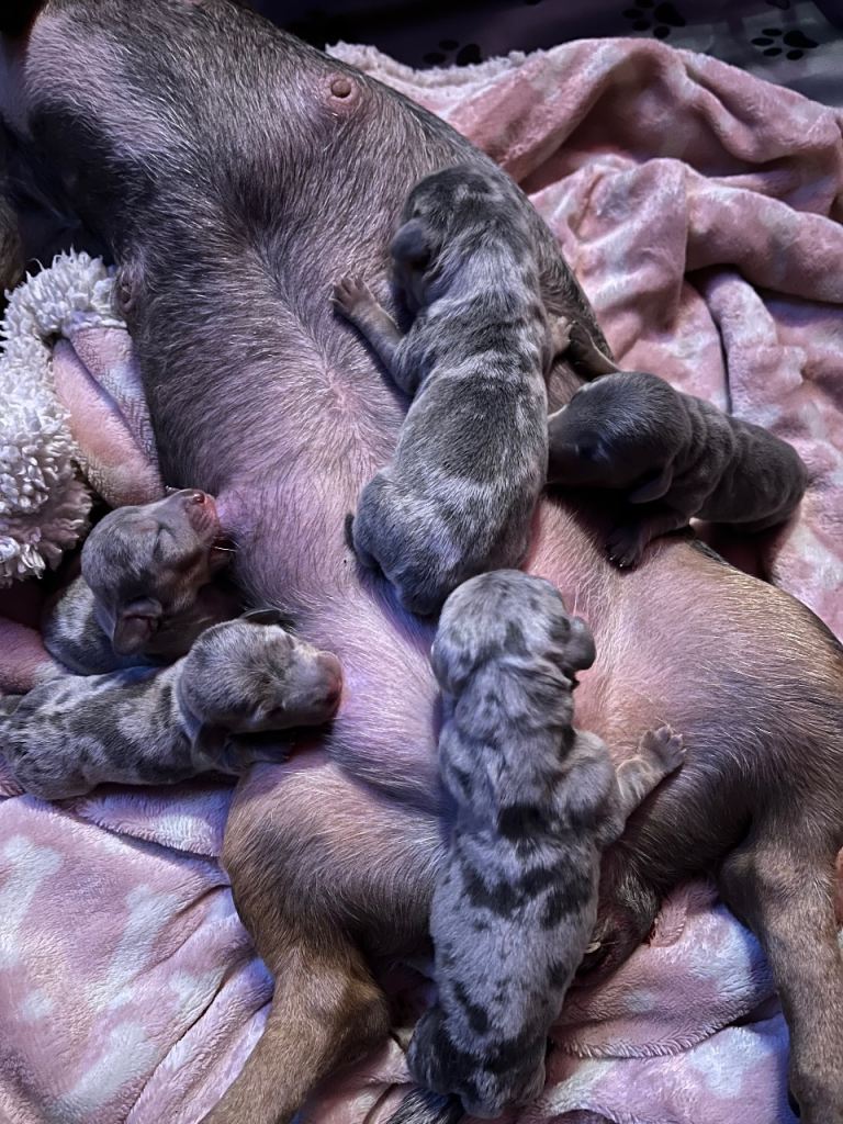 Miniature dachshund puppies for sale