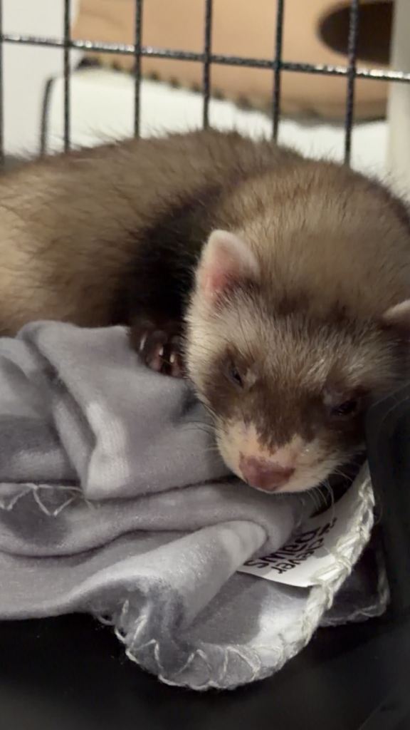 FREE Male 8 week old ferret 