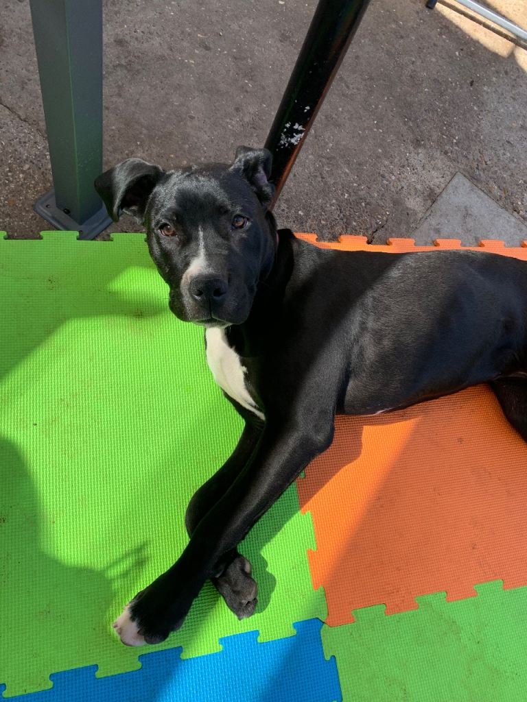 Cane corso x 