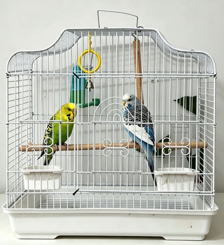Pair of budgies + cage