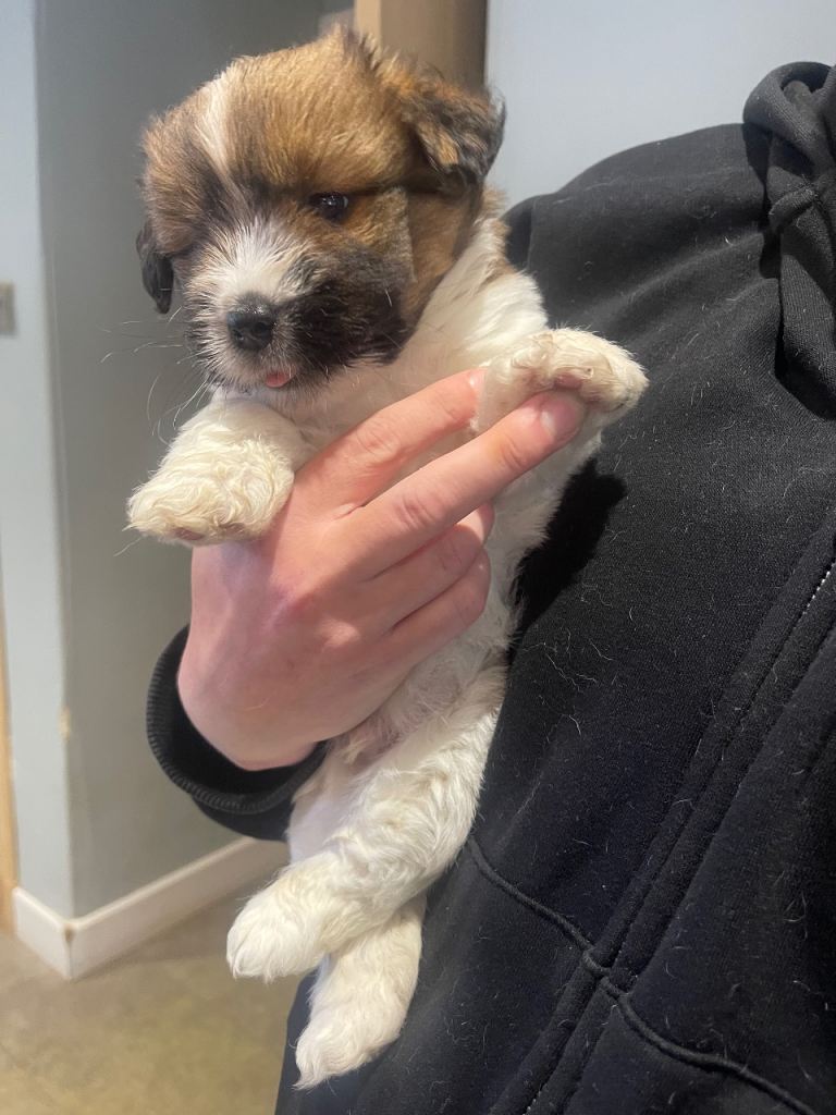 Jack Russell puppies (rough coats)