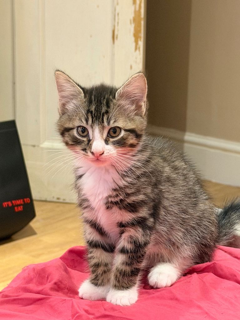 FLUFFY KITTEN READY FOR FOREVER HOMES🥰