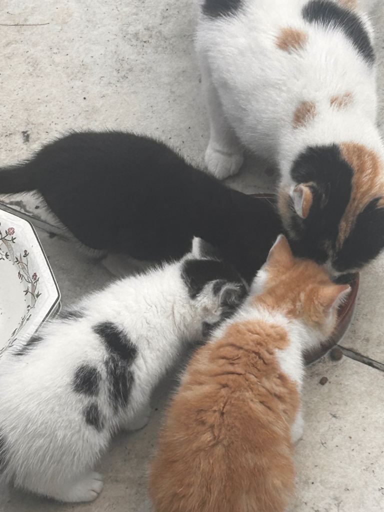 Four Kittens 8 weeks old. Sold individually 
