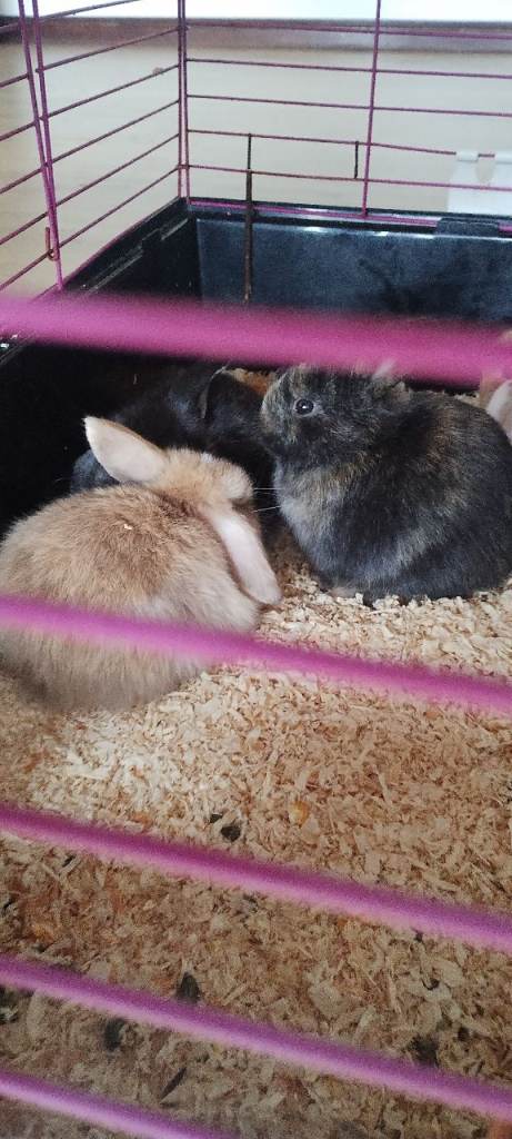 Beautiful lop eared Bunnies for sale.