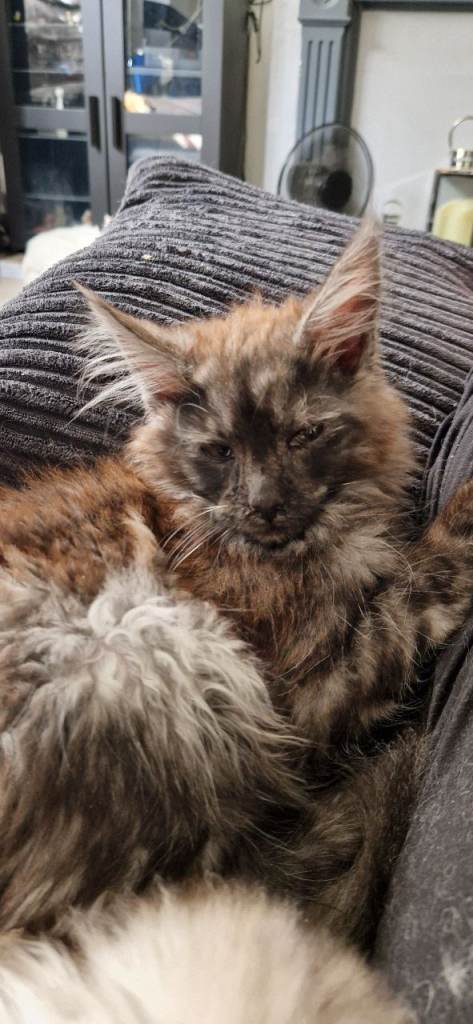 Male maine coon black smoke