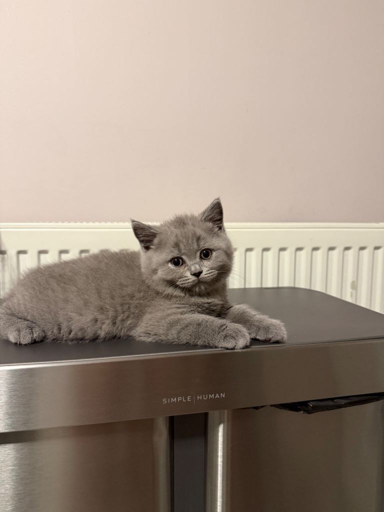 GCCF Registered British shorthair kittens