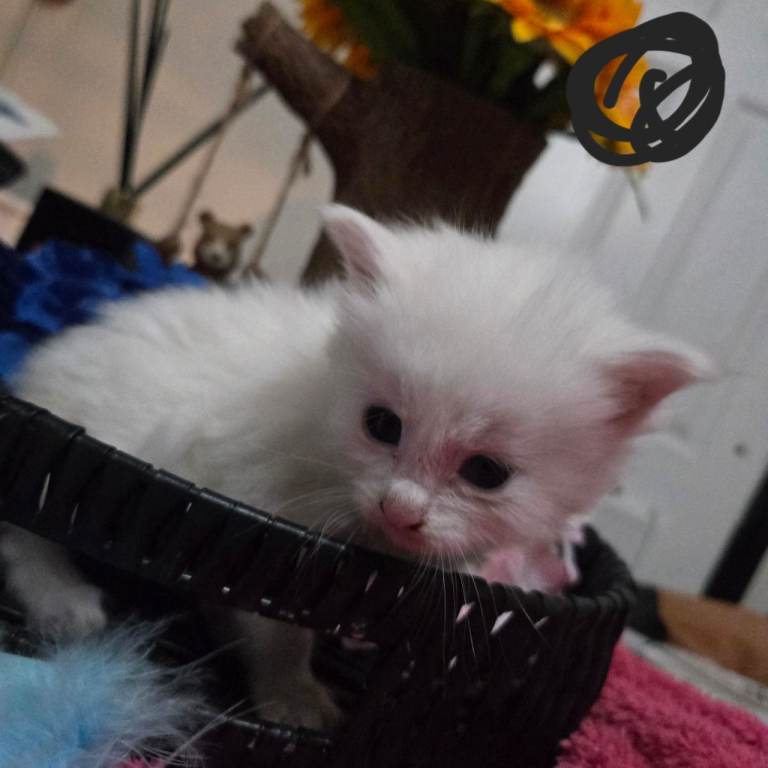 Champion russian Maine coon kittens