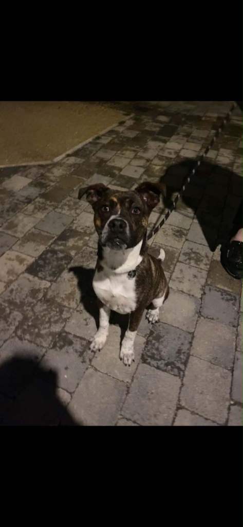 Staffy