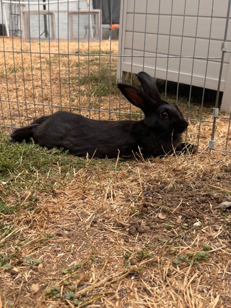Rabbit 