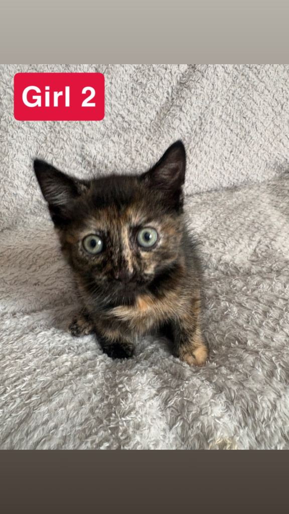 4 Beautiful kittens