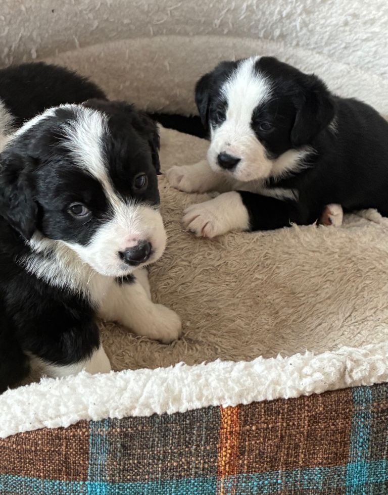 Bernese mountain dog mix with black lab 