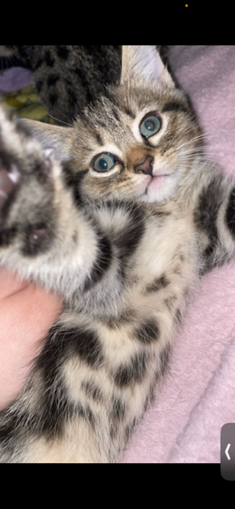 Beautiful Kittens looking for their forever home 