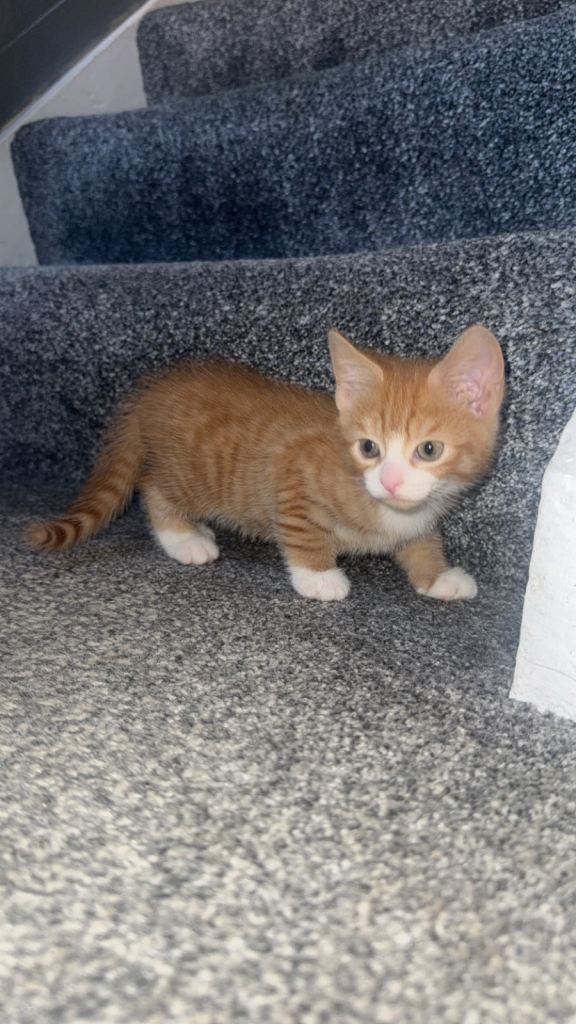 Beautiful kittens looking for their forever home 
