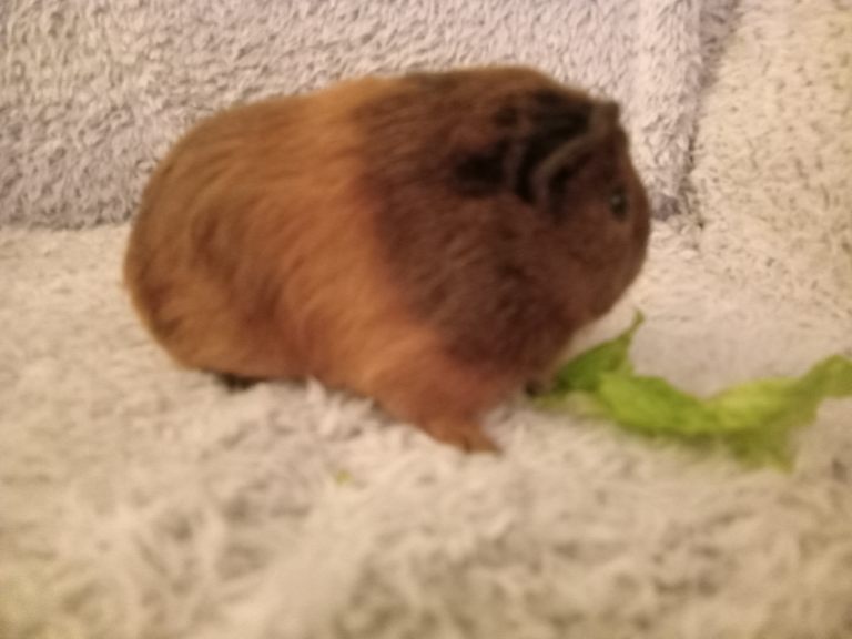 2 bonded boys ready now 