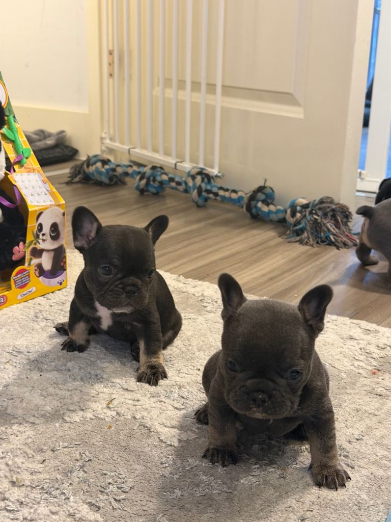French bull dog puppies 