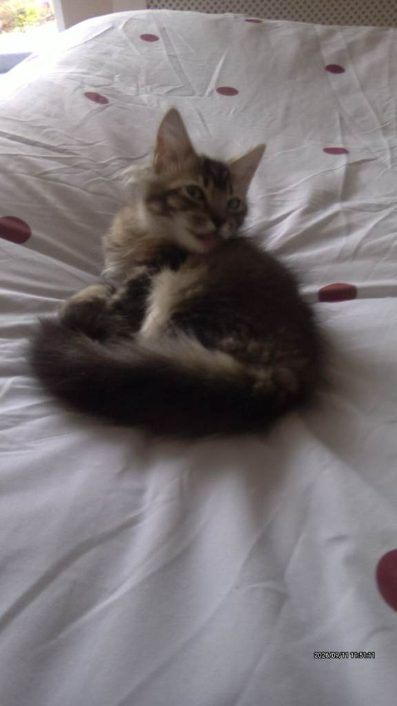 Kitten 