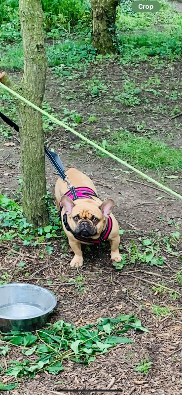 5 year old female French bulldog 