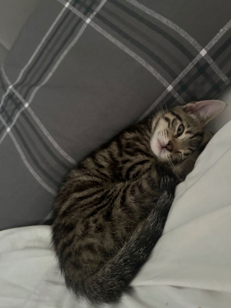 8 week old kitten 