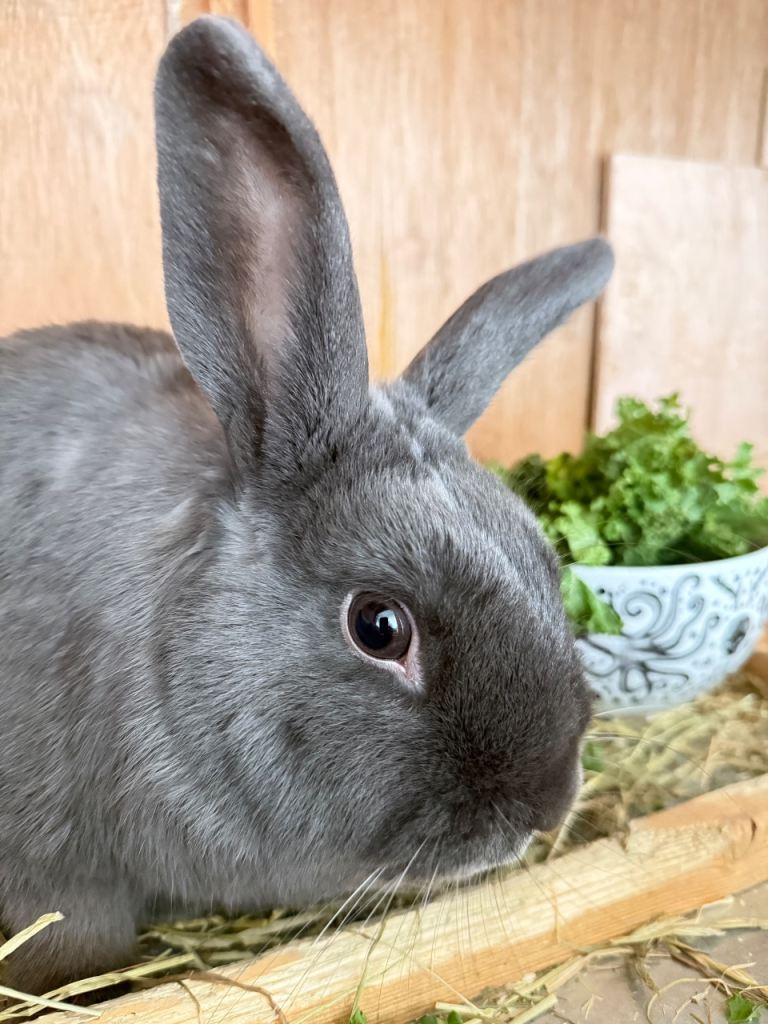 Rabbit for sale with double hutch