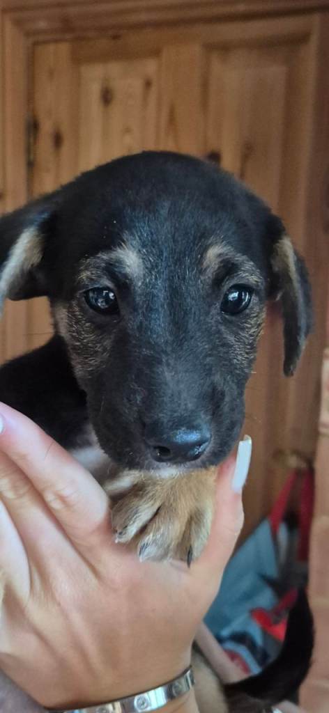 Jack Russell pup ready to go