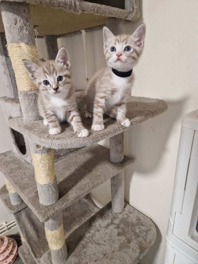 Ragdoll x bengal kitens 